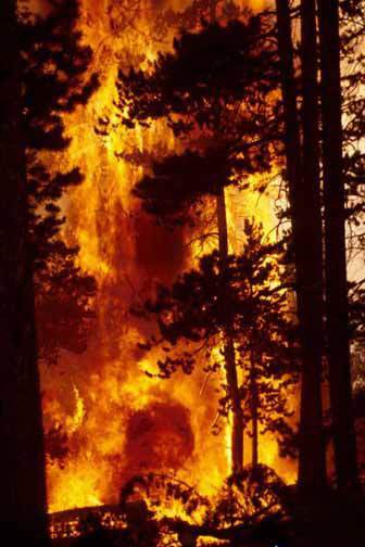 Fireline handbook firefighter wildfire forest fire